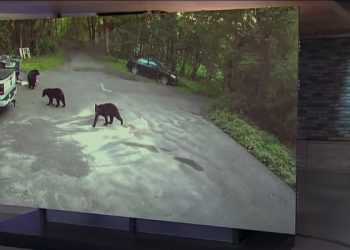 Dog Being Chased By Angry Bear Sees No Escape, ‘Panicked’ Owners Bravely Pursue