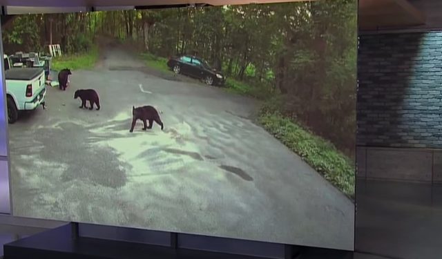 Dog Being Chased By Angry Bear Sees No Escape, ‘Panicked’ Owners Bravely Pursue