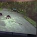 Dog Being Chased By Angry Bear Sees No Escape, ‘Panicked’ Owners Bravely Pursue Dog Being Chased By Angry Bear Sees No Escape, ‘Panicked’ Owners Bravely Pursue