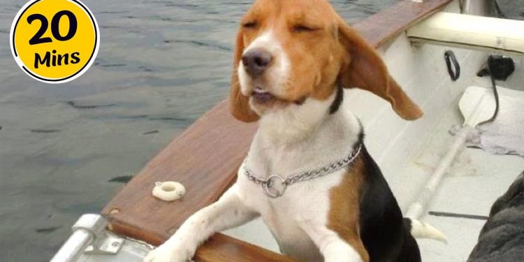 Dog Comedy That’ll Make You Laugh Out Loud! 🤣 Funny Dog Videos 2025