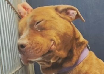 Dog goes on a date every weekend. Then he goes back to the shelter.