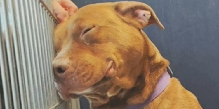 Dog goes on a date every weekend. Then he goes back to the shelter.