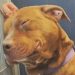 Dog goes on a date every weekend. Then he goes back to the shelter. Dog goes on a date every weekend. Then he goes back to the shelter.