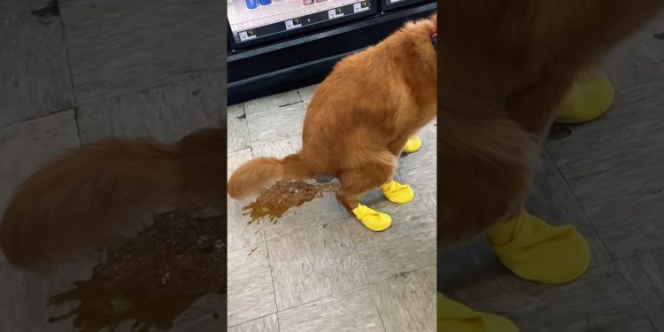 Dog pooping 😂😂😂#cutedog #doglover #dogsofinstagram #funny #funnyvideo #funnyanimals