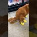 Dog pooping 😂😂😂#cutedog #doglover #dogsofinstagram #funny #funnyvideo #funnyanimals Dog pooping 😂😂😂#cutedog #doglover #dogsofinstagram #funny #funnyvideo #funnyanimals