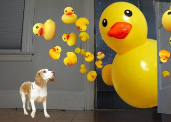 Dog vs. Rubber Ducky Invasion