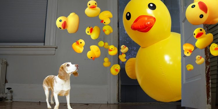 Dog vs. Rubber Ducky Invasion