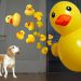 Dog vs. Rubber Ducky Invasion Dog vs. Rubber Ducky Invasion