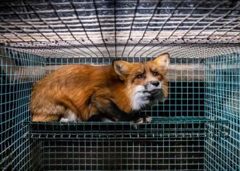 EFSA: serious animal suffering unavoidable on fur farms