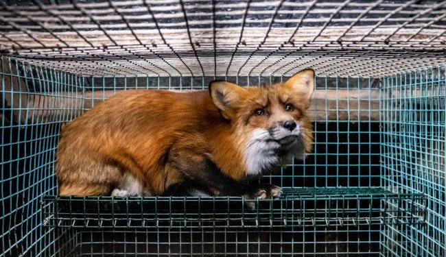 EFSA: serious animal suffering unavoidable on fur farms