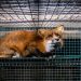 EFSA: serious animal suffering unavoidable on fur farms EFSA: serious animal suffering unavoidable on fur farms