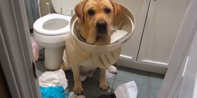GUILTY Pets 🤣 FUNNIEST Compilation 😂 Best of Internet