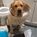 GUILTY Pets 🤣 FUNNIEST Compilation 😂 Best of Internet GUILTY Pets 🤣 FUNNIEST Compilation 😂 Best of Internet