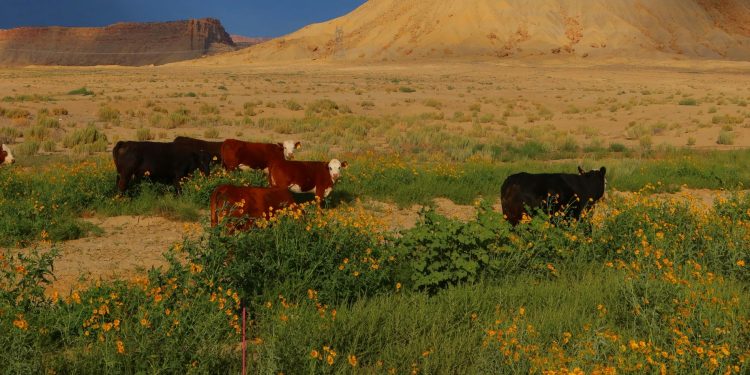 Geography Isn’t A Barrier To Farmed Animal Protection In The United States