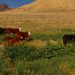 Geography Isnβt A Barrier To Farmed Animal Protection In The United States Geography Isnβt A Barrier To Farmed Animal Protection In The United States