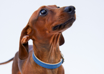 How Dog Daycare Keeps Dachshunds Happy and Social