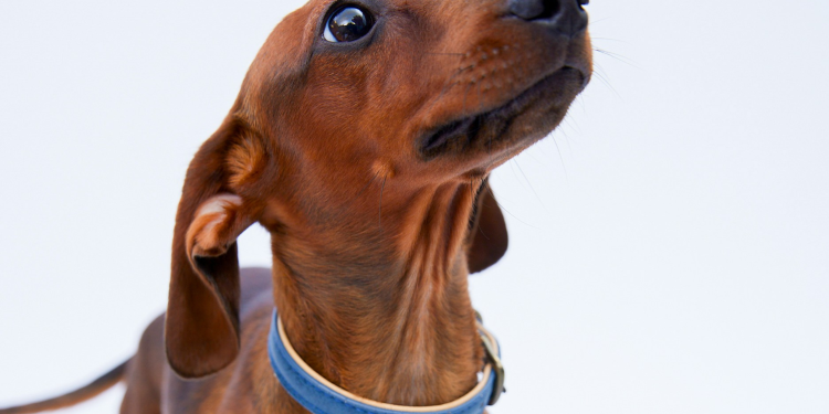 How Dog Daycare Keeps Dachshunds Happy and Social