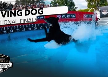 Incredible Dog Challenge: Diving Dog National Finals | NBC Sports