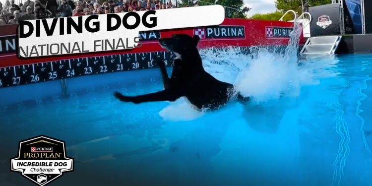 Incredible Dog Challenge: Diving Dog National Finals | NBC Sports