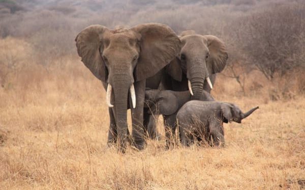It’s time to end the keeping of elephants in zoos