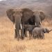 It’s time to end the keeping of elephants in zoos It’s time to end the keeping of elephants in zoos