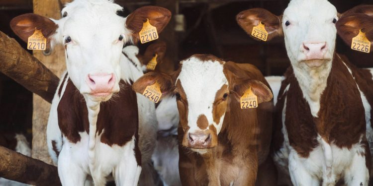 Mercy For Animals Campaign Aims to Make Plant-Based Fare the MVP on Menus Across the United States