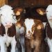 Mercy For Animals Campaign Aims to Make Plant-Based Fare the MVP on Menus Across the United States Mercy For Animals Campaign Aims to Make Plant-Based Fare the MVP on Menus Across the United States