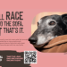 NEW CAMPAIGN LAUNCH: Sign our petition to end greyhound racing!