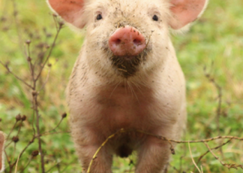 New Common Agricultural Policy proposal: what it means for animal welfare