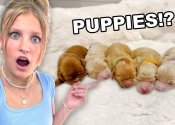 Our dog is having PUPPIES! *EMOTIONAL*