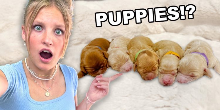 Our dog is having PUPPIES! *EMOTIONAL*