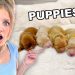 Our dog is having PUPPIES! *EMOTIONAL* Our dog is having PUPPIES! *EMOTIONAL*