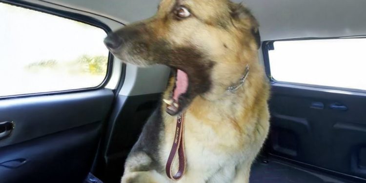 Overdramatic Dogs Who Deserve An Oscar 😁 Funny Dog Videos 2025