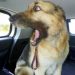 Overdramatic Dogs Who Deserve An Oscar 😁 Funny Dog Videos 2025 Overdramatic Dogs Who Deserve An Oscar 😁 Funny Dog Videos 2025
