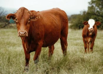 Serious shortcomings highlighted by EFSA’s first scientific opinion on beef cattle