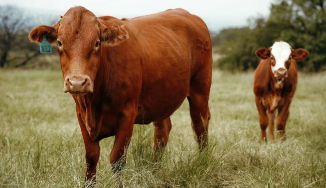 Serious shortcomings highlighted by EFSA’s first scientific opinion on beef cattle