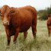Serious shortcomings highlighted by EFSA’s first scientific opinion on beef cattle