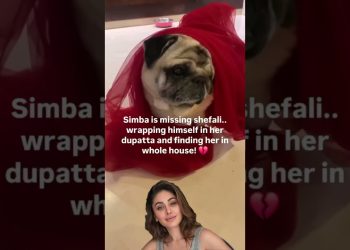 Shefali jariwala dog simba missing her #simba #shefalijariwala  #dog  #doglover #doglife