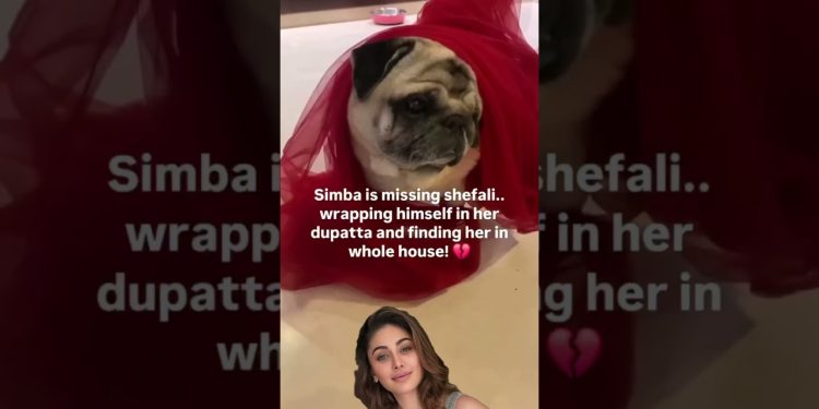Shefali jariwala dog simba missing her #simba #shefalijariwala  #dog  #doglover #doglife
