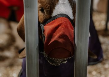 Shocking Findings at Livestock Show Reveal Disturbing Practices