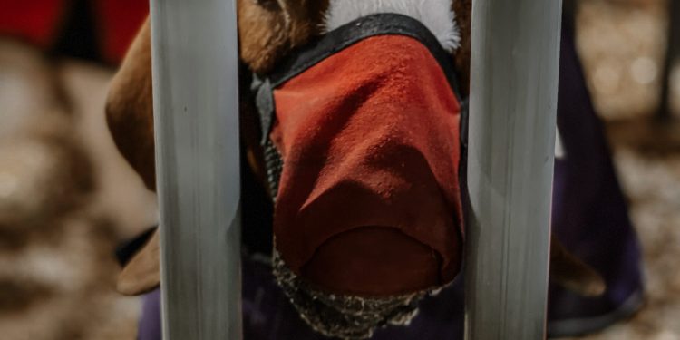 Shocking Findings at Livestock Show Reveal Disturbing Practices