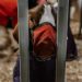 Shocking Findings at Livestock Show Reveal Disturbing Practices Shocking Findings at Livestock Show Reveal Disturbing Practices