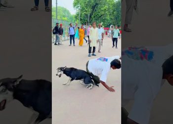 Sorry Dog🐶mujhe maff Karna😭#shorts ##youtubeshorts #trending #dog #viraljump