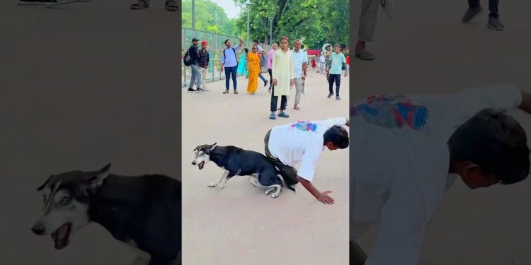 Sorry Dog🐶mujhe maff Karna😭#shorts ##youtubeshorts #trending #dog #viraljump