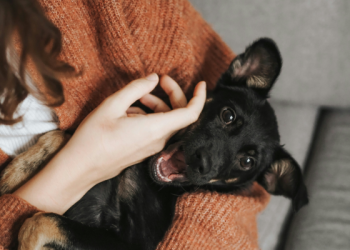 Spoil Your Pup for National Dog Day