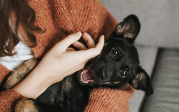 Spoil Your Pup for National Dog Day