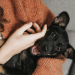 Spoil Your Pup for National Dog Day Spoil Your Pup for National Dog Day