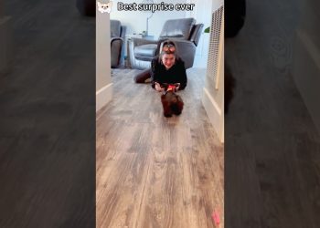 The best surprise #dog #pets #gift #funny #puppy