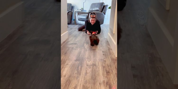 The best surprise #dog #pets #gift #funny #puppy