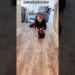 The best surprise #dog #pets #gift #funny #puppy The best surprise #dog #pets #gift #funny #puppy